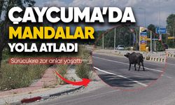 Çaycuma'da mandalar yola atladı: Sürücülere zor anlar yaşattı