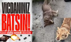 Ereğli’de "Leo" isimli köpek silahla vurularak öldürüldü iddiası