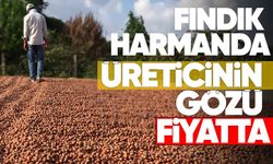 Fındık harmanda, üreticinin gözü fiyatta