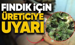 Fındık için üreticiye uyarı