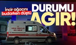 İncir ağacını budarken düştü: Durumu ağır