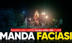 Karayoluna çıkan mandalar kazaya neden oldu: 2 yaralı