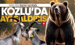 Kozlu'da ayı paniği! Ağıla giren ayı keçiye saldırdı