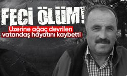 Üzerine ağaç devrilen vatandaş hayatını kaybetti