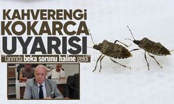 Hamdi Akyüz’den kahverengi kokarca uyarısı: “Tarımda beka sorunu haline geldi”