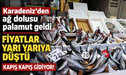 Karadeniz'den ağ dolusu palamut geldi, fiyatlar yarı yarıya düştü: Kapış kapış gidiyor!