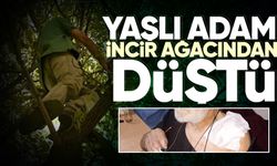 Zonguldak’ta incir ağacından düşen yaşlı adam yaralandı