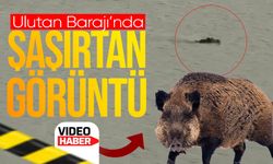 Zonguldak'ta Ulutan Barajı'nda şaşırtan görüntü