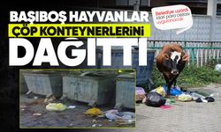 Filyos’ta başıboş büyükbaş hayvanlar çöp konteynerlerini dağıttı