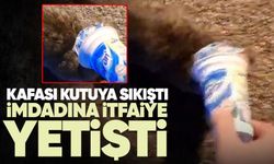 Kafasına plastik kutu sıkışan kedi, yardım için itfaiyeye gitti