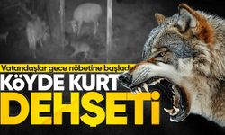 Köyde kurt d*hşeti: Vatandaşlar gece nöbetine başladı