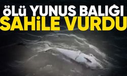 Zonguldak'ta fırtınanın ardından ölü yunus sahile vurdu