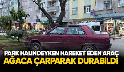 Park halindeyken haraket eden otomobil ağaca çarparak durabildi