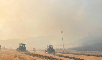 Tarlada başlayan yangın ormana sıçradı