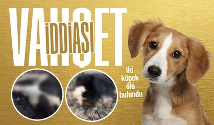 Çaycuma'da v*hşet iddiası! Görenlerin yüreği parçalandı...
