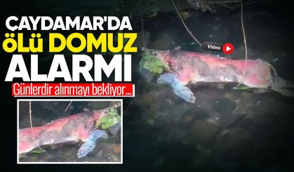 Çaydamar'da ölü domuz alarmı! Günlerdir alınmayı bekliyor...