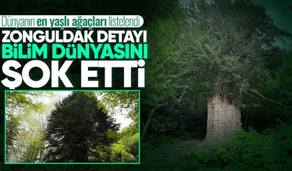 Dünyanın en yaşlı ağaçları listelendi: Zonguldak detayı bilim dünyasını şok etti!