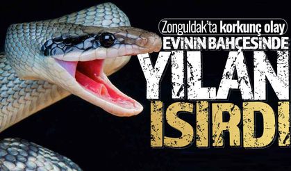 Zonguldak'ta korkunç olay: Evinin bahçesinde çalışırken yılan ısırdı