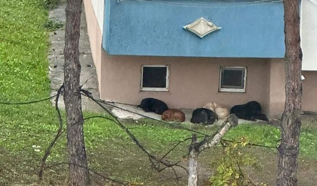 Başı boş sokak köpekleri endişe veriyor!