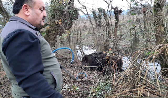 Tuzağa yakalanan domuz kurtarıldı