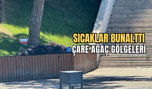 Sıcaktan bunalan gölgelik alanlara sığındı