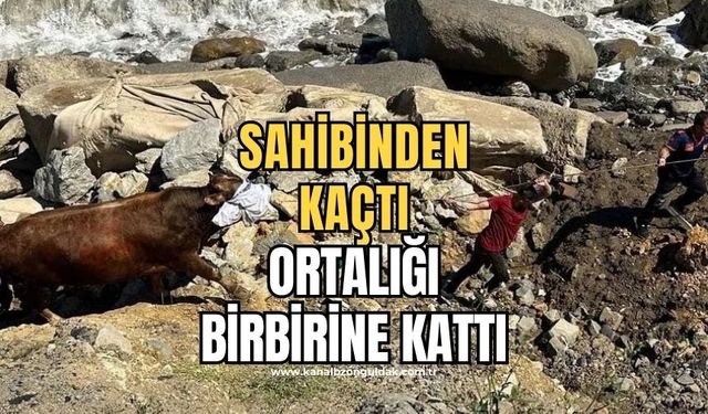 Sahibinden kaçan kurbanlık ortalığı birbirine kattı