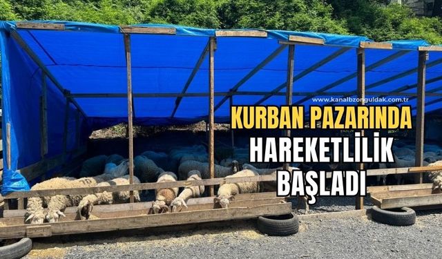 Zonguldak'ta kurban bayramına sayılı günler kala kurbanlık pazarında hareketlilik başladı