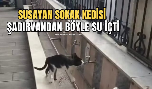 Susayan sokak kedisi şadırvandan böyle su içti