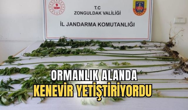 Ormanlık alanda kenevir yetiştiriyordu yakayı ele verdi