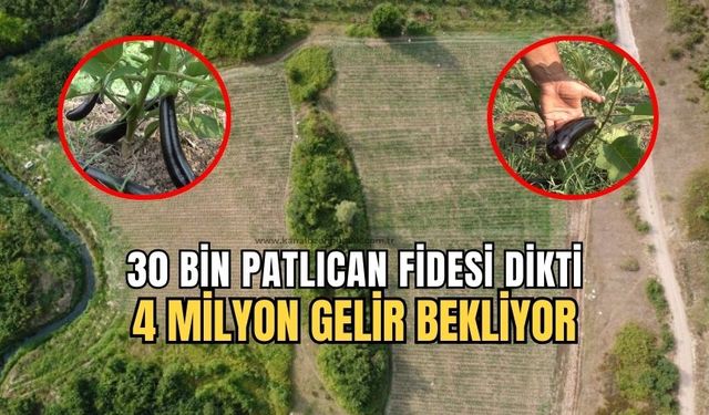 25 dönüm araziye 30 bin patlıcan fidesi dikti!