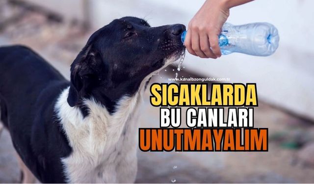Zonguldaklı veteriner uyardı: Sahip çıkmalıyız!
