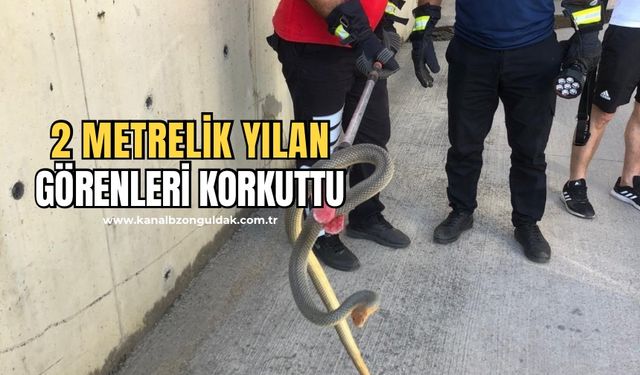 Zonguldak'ta 2 metrelik yılan otoparkta paniğe neden oldu