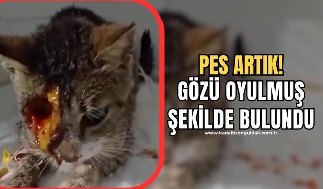 Gözü oyulmuş şekilde bulundu! Tedavi altına alındı