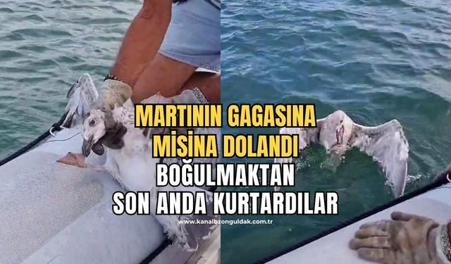 Gagasına misina dolanan martıyı yelken kulübü yöneticileri kurtardı