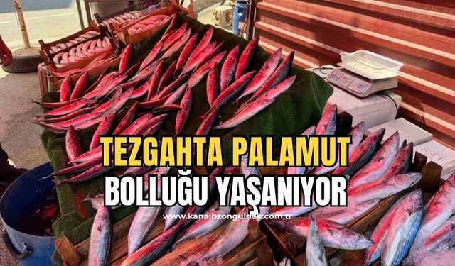 Av yasağı kalktı! Palamut bolluğu yaşanıyor