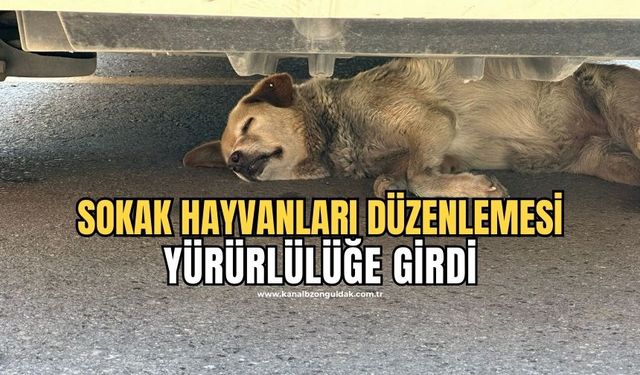 Resmi Gazete'de yayımlandı: Sokak hayvanları düzenlemesi yürürlüğe girdi