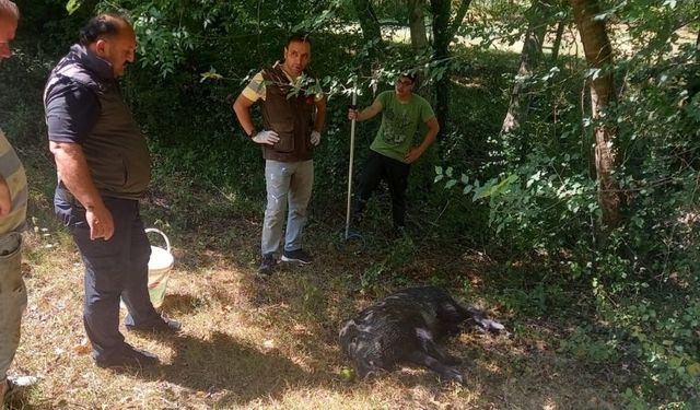 Su kuyusuna düşen yavru yaban domuzu DKMP ekiplerince kurtarıldı