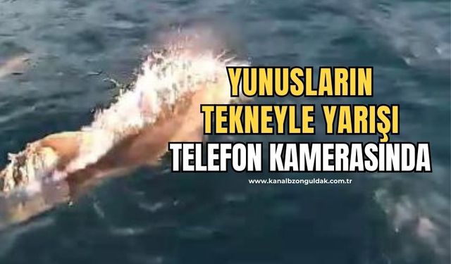 Yunuslar dakikalarca balıkçı teknesiyle yarıştı