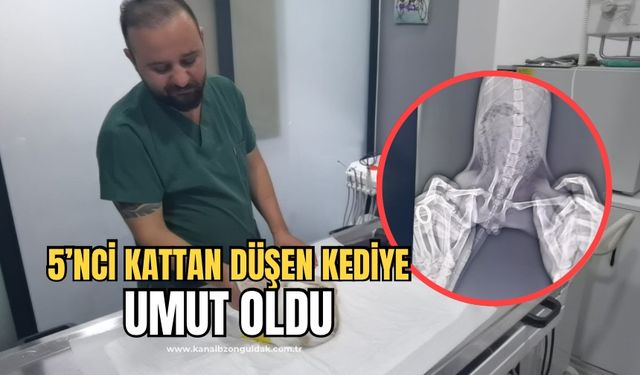 Beşinci kattan düşen kediyi yaptığı ameliyatla hayatta tuttu!