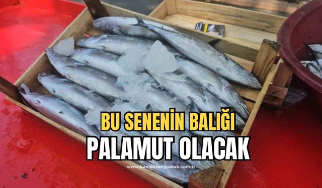 Balıkçılar palamut balığından umutlu