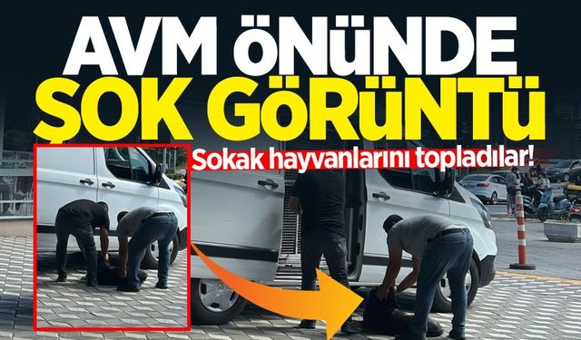 AVM önünde şok görüntü: Sokak hayvanlarını topladılar!