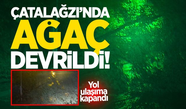 Çatalağzı'nda yola devrilen ağaç trafiği kilitledi!