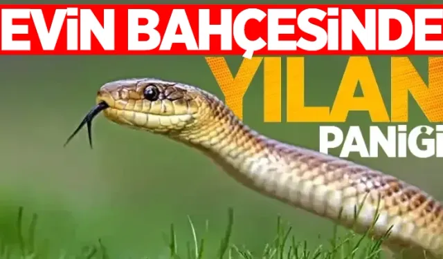 Evin bahçesinde yılan paniği