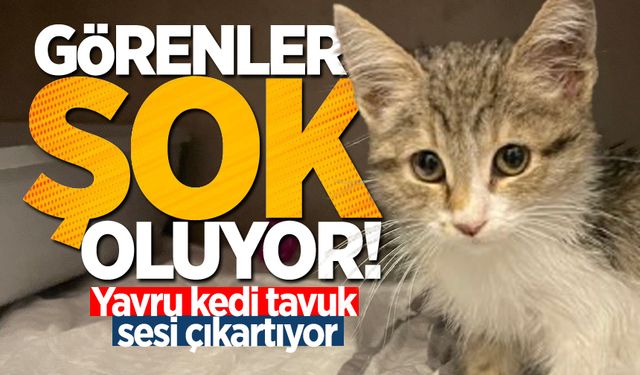 Görenler şok oluyor! Yemek borusu genişleyen yavru kedi tavuk sesi çıkartıyor