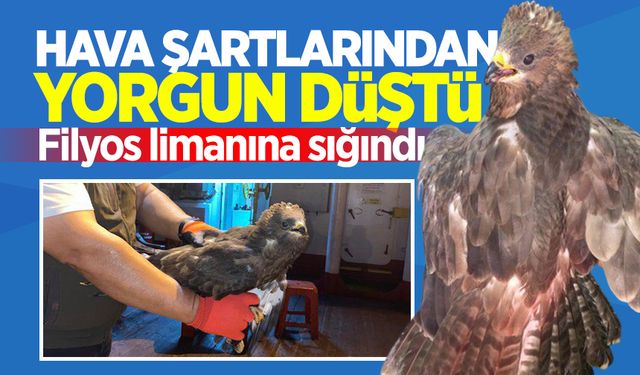 Hava şartlarından yorgun düştü! Filyos limanına sığındı