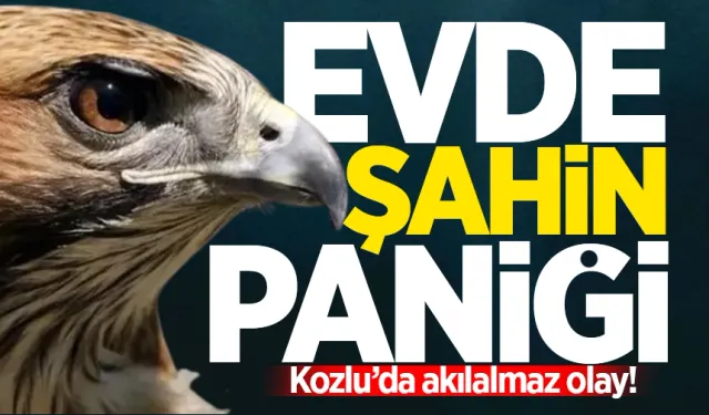 Kozlu'da eve giren şahin paniğe neden oldu