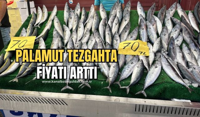 Palamut tezgahta! Fiyatı arttı