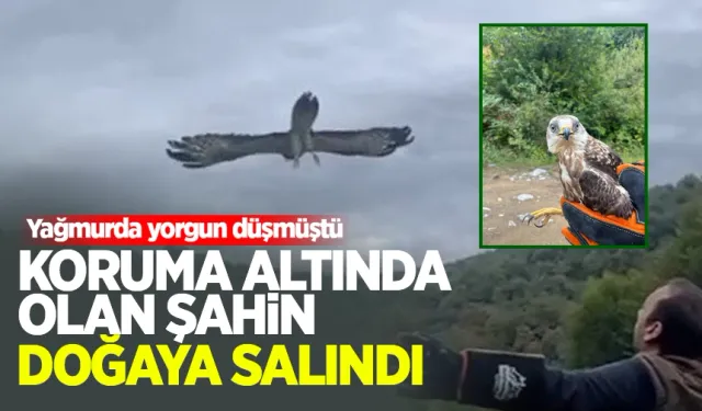 Yağmurda yorgun düşen kızıl şahin doğaya salındı