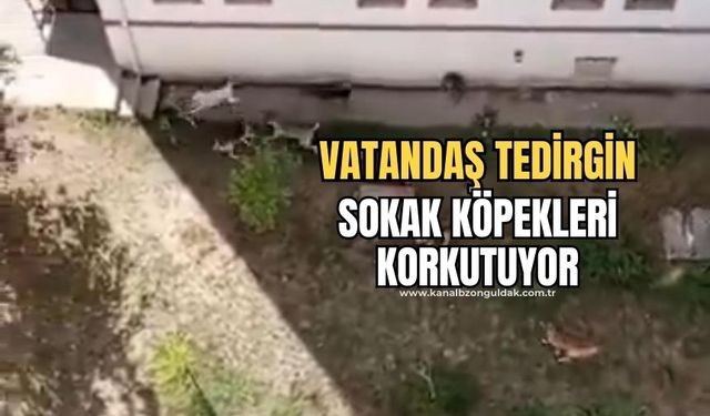 Vatandaşlar sokak köpeklerinden şikayetçi