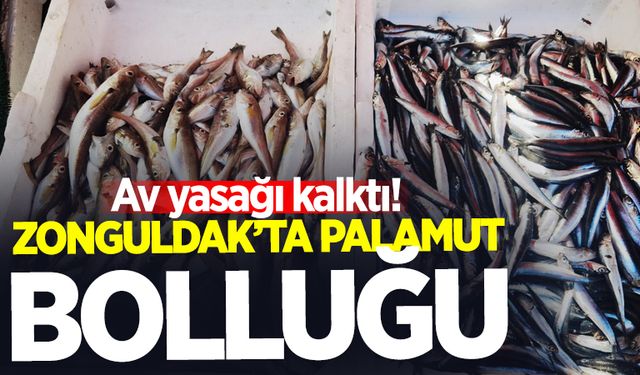 Zonguldak'ta palamuta yoğun ilgi